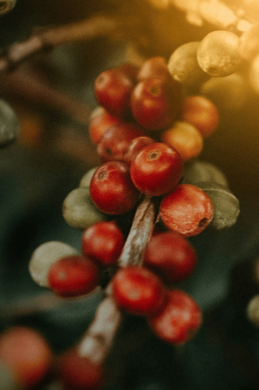 janko ferlic coffee mastery mob